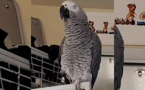 Parrot Whistles Adorably - Animals - VIDEOTIME.COM