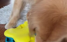 Golden Retriever Eats Dog Food From Puzzle Toy - Animals - VIDEOTIME.COM