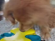 Golden Retriever Eats Dog Food From Puzzle Toy