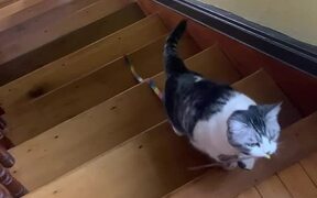 Clumsy Cat Is Finding It Hard To Carry Her Toy Up - Animals - VIDEOTIME.COM