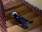 Clumsy Cat Is Finding It Hard To Carry Her Toy Up