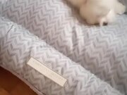 Dog Plays With New Pillow and Loves It