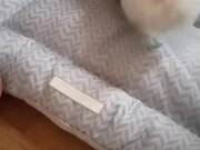 Dog Plays With New Pillow and Loves It