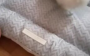 Dog Plays With New Pillow and Loves It - Animals - VIDEOTIME.COM