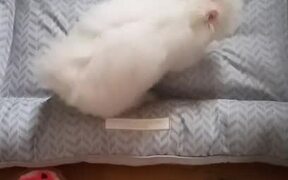 Dog Plays With New Pillow and Loves It - Animals - VIDEOTIME.COM