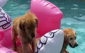 Dogs Enjoy Floating on Inflatable Pool Float