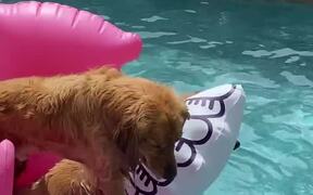 Dogs Enjoy Floating on Inflatable Pool Float - Animals - VIDEOTIME.COM