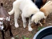 Puppy Enjoys Playing With Goats