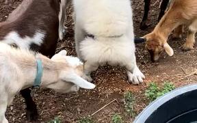 Puppy Enjoys Playing With Goats - Animals - VIDEOTIME.COM