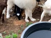Puppy Enjoys Playing With Goats