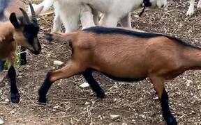 Puppy Enjoys Playing With Goats - Animals - Videotime.com