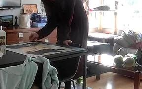 Cat Jumps on Table and Destroys Owner's Puzzle - Animals - VIDEOTIME.COM