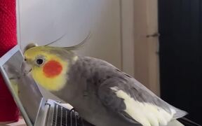 Cockatiel Adorably Sings While Holding His Laptop - Animals - VIDEOTIME.COM