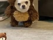 Dog Dresses up as Teddy Bear for Halloween