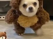Dog Dresses up as Teddy Bear for Halloween