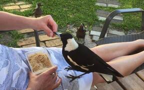 Hungry Magpies Surround Woman While She Feeds Them - Animals - VIDEOTIME.COM