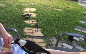 Hungry Magpies Surround Woman While She Feeds Them - Animals - VIDEOTIME.COM