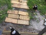Hungry Magpies Surround Woman While She Feeds Them