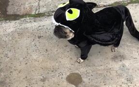 Pug Dresses in Black Dragon Costume For Halloween - Animals - VIDEOTIME.COM