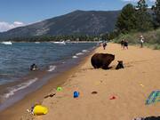 Bear Family Chills at Beach After Taking Dip