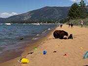 Bear Family Chills at Beach After Taking Dip