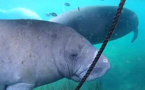 Snorkeler Encounters A Cute And Curious Manatee - Animals - VIDEOTIME.COM