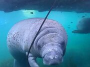 Snorkeler Encounters A Cute And Curious Manatee