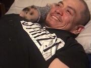 Adorable Piglet Loves Snuggling Up To His Dad