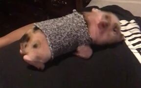 Adorable Piglet Loves Snuggling Up To His Dad - Animals - VIDEOTIME.COM