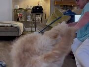 Dog's Zoomie Spirit Irritates Its Owner's Mom
