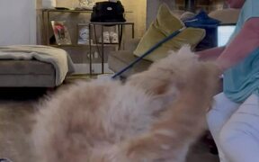 Dog's Zoomie Spirit Irritates Its Owner's Mom - Animals - VIDEOTIME.COM