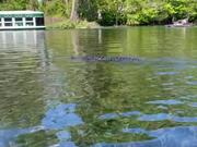 Nature Lover Spots Alligator