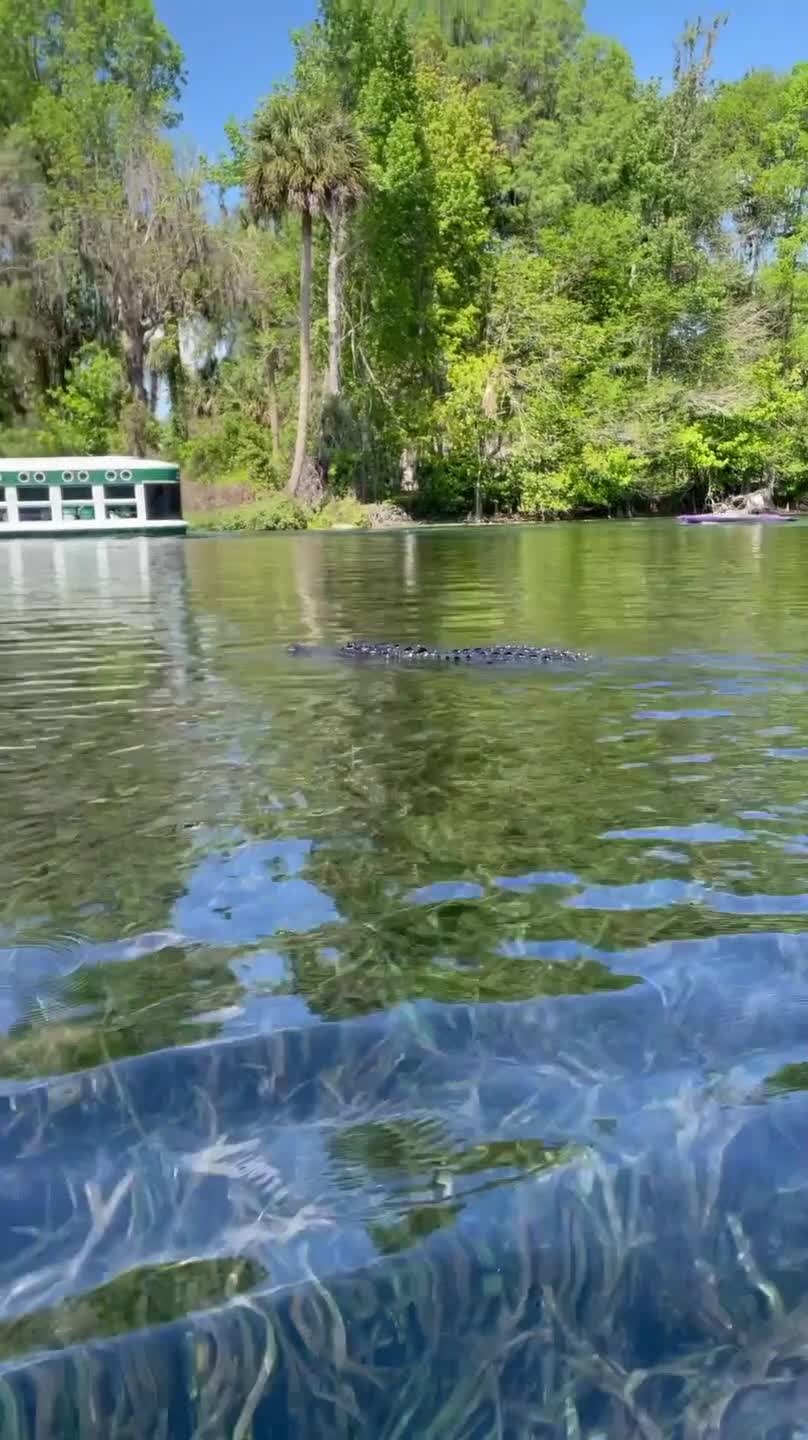 Nature Lover Spots Alligator
