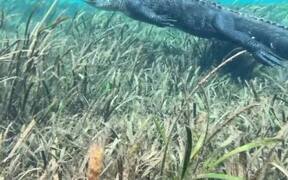 Nature Lover Spots Alligator - Animals - VIDEOTIME.COM