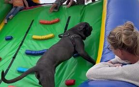 Dog Completes 'Assault Course' With Its Owner - Animals - VIDEOTIME.COM