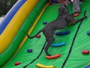 Dog Completes 'Assault Course' With Its Owner