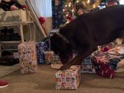 Dog Finds & Opens His Christmas Present On His Own