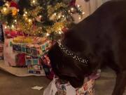 Dog Finds & Opens His Christmas Present On His Own
