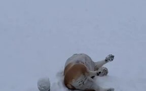 Dog Slides Down Snowy Front Yard On Their Back - Animals - VIDEOTIME.COM