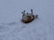 Dog Slides Down Snowy Front Yard On Their Back