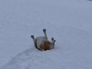 Dog Slides Down Snowy Front Yard On Their Back