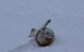 Dog Slides Down Snowy Front Yard On Their Back - Animals - VIDEOTIME.COM