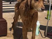 Golden Retriever Calmly Stands During Shower Time