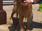 Golden Retriever Calmly Stands During Shower Time