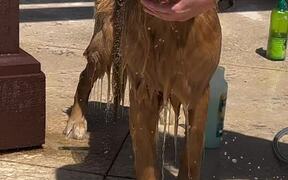 Golden Retriever Calmly Stands During Shower Time - Animals - VIDEOTIME.COM