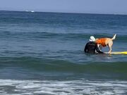 Dog Practices to Sharpen Their Surfing Skills