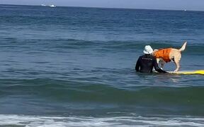 Dog Practices to Sharpen Their Surfing Skills - Animals - VIDEOTIME.COM
