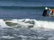 Dog Practices to Sharpen Their Surfing Skills - Animals - Y8.COM