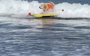 Dog Practices to Sharpen Their Surfing Skills - Animals - VIDEOTIME.COM