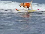 Dog Practices to Sharpen Their Surfing Skills
